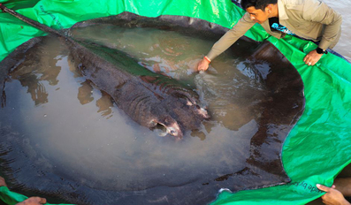 Cambodian Catches World's Largest Recorded Freshwater Fish